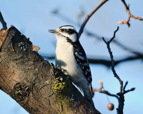 Female Downy Woodpeckers (Identification Guide: Male vs Female)