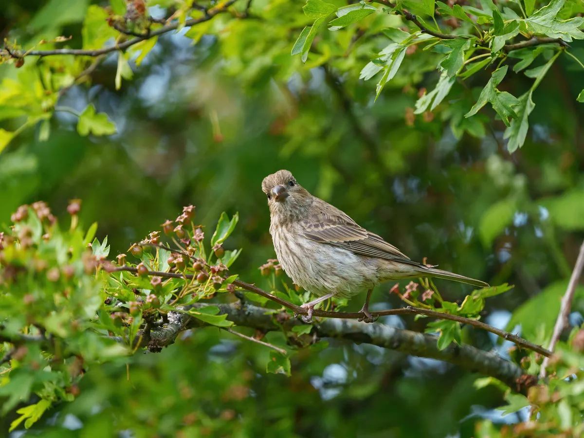 Female House Finch perched on a branch, resting