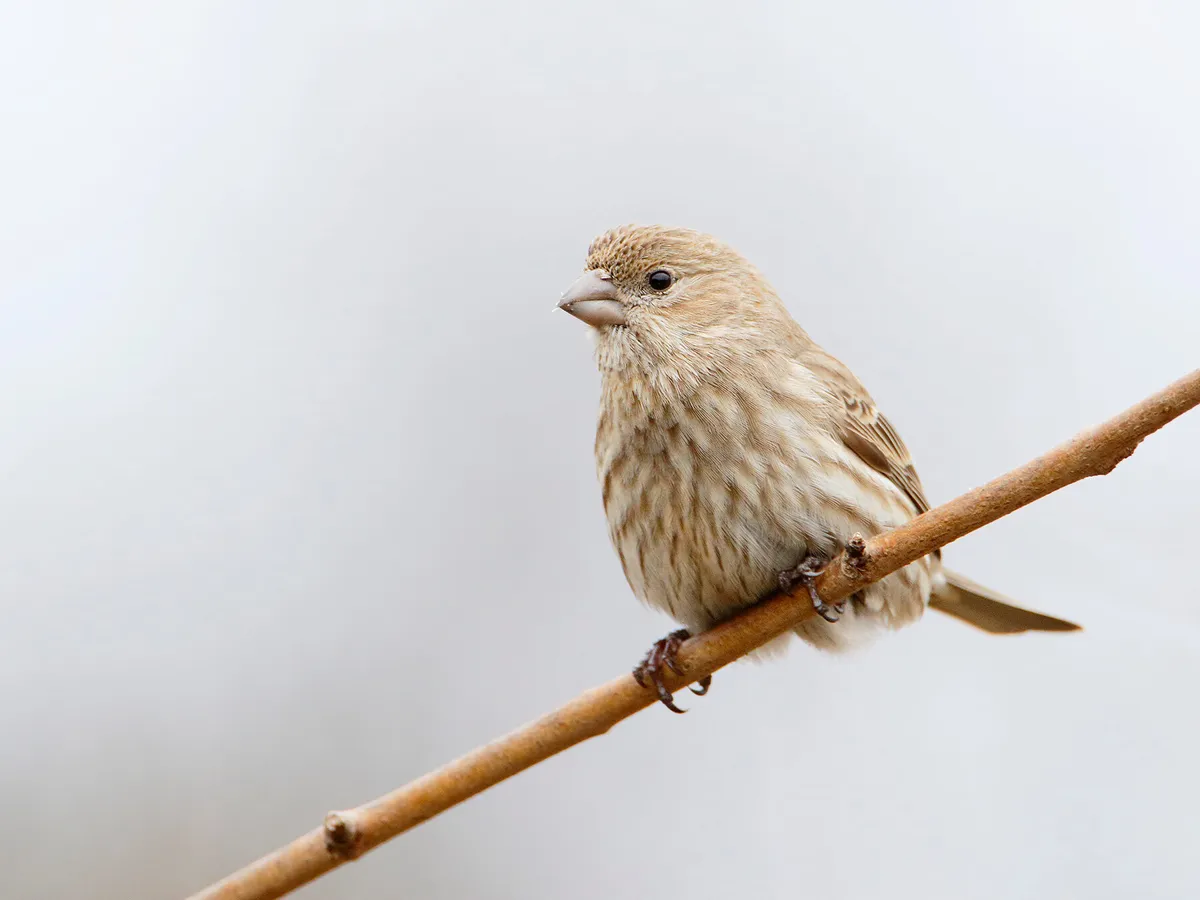 Female House Finches: Identification Guide