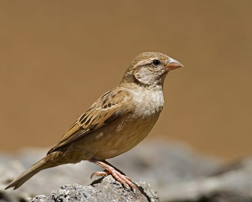 Female House Sparrows (Identification Guide: Male vs Female)