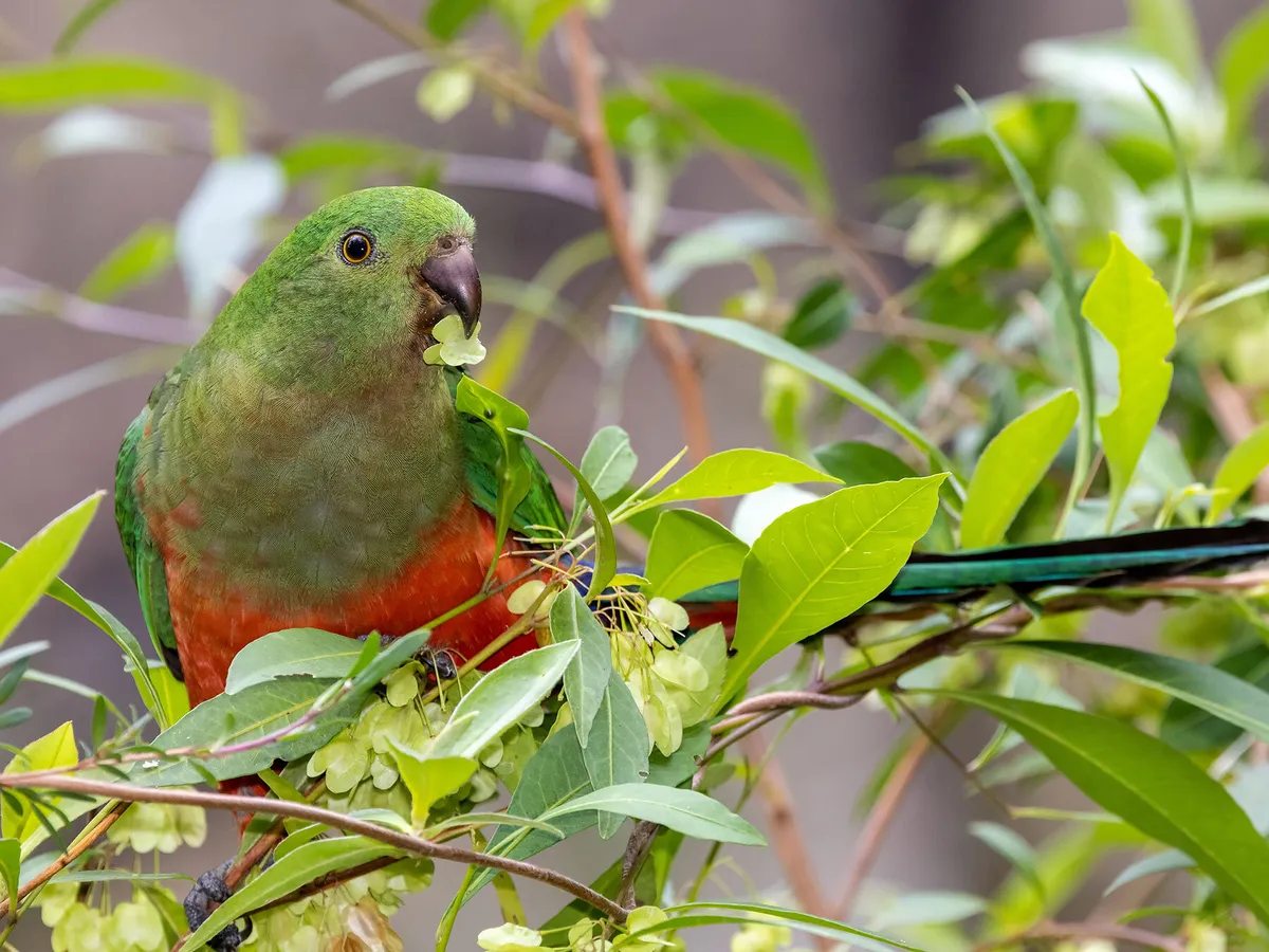 Female King Parrot feeding on Hop Bush seeds