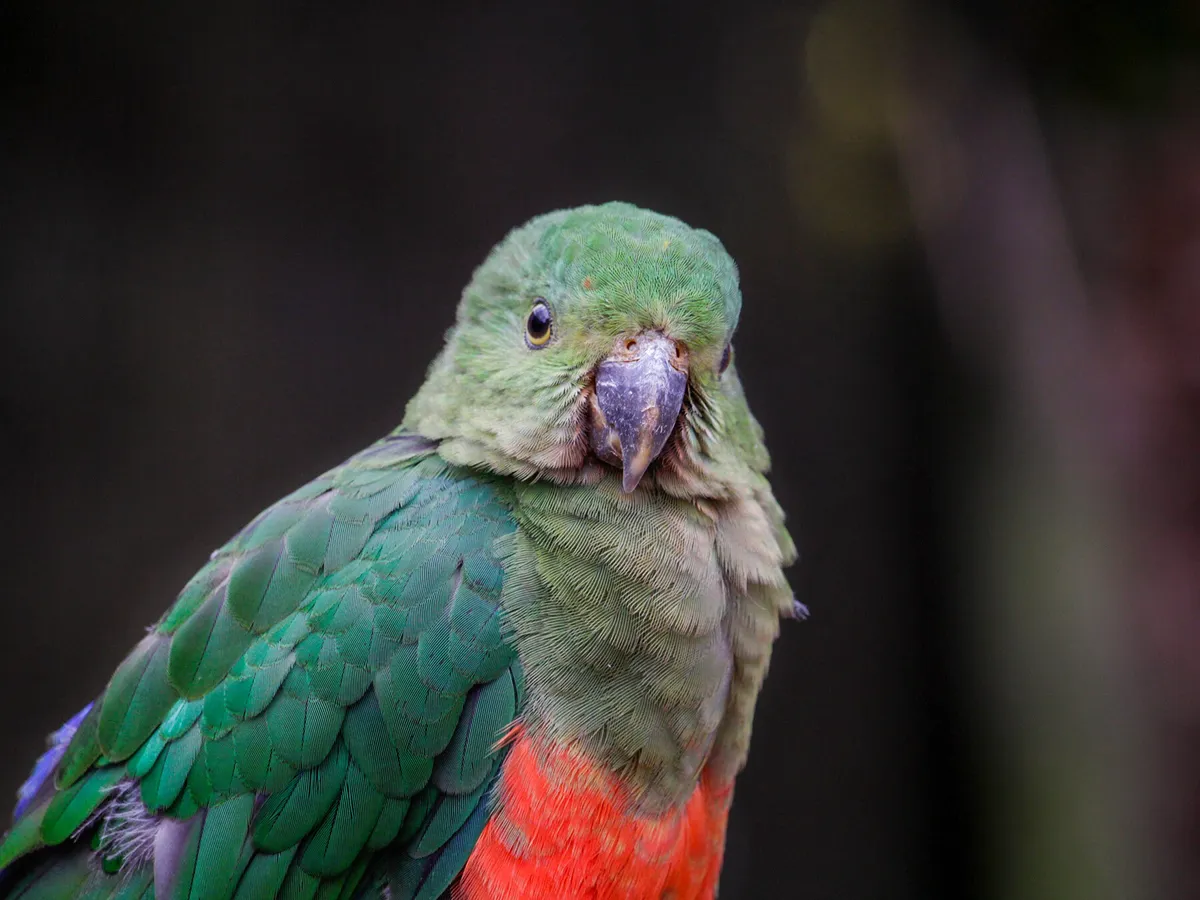 Female King Parrots (Male vs Female Identification Guide)