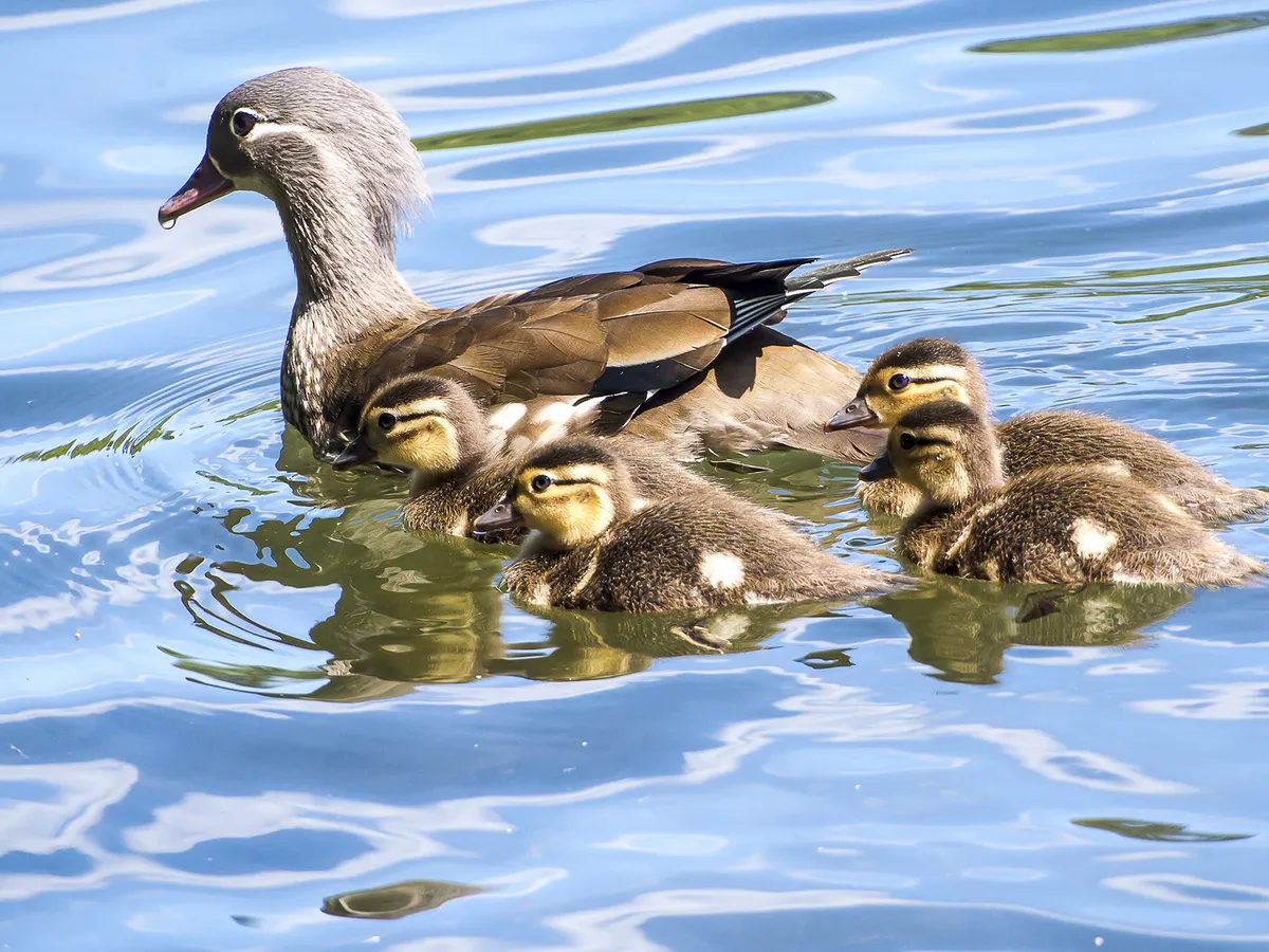 A female mandarin duck, swimming with her chicks