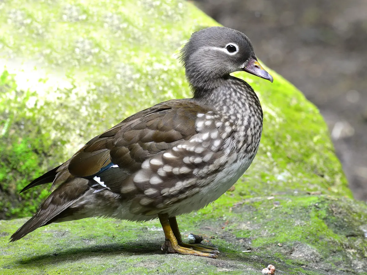 Close up of a female mandarin duck (Aix galericulata)
