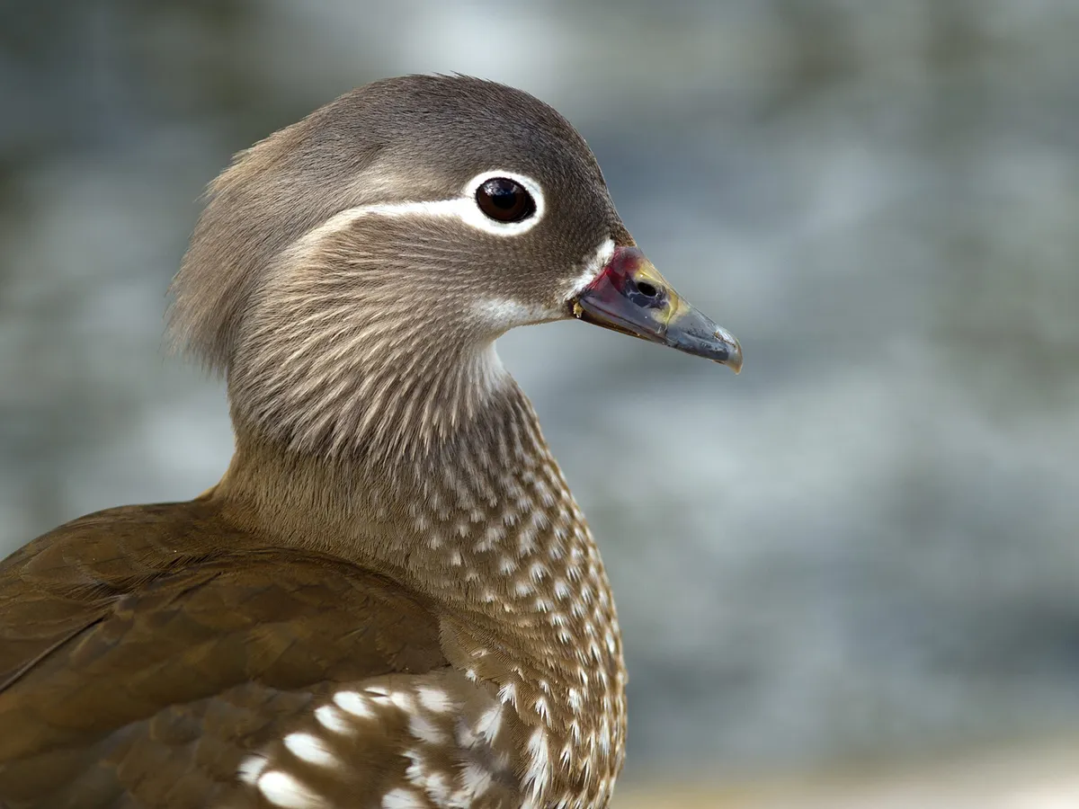 Female Mandarin Ducks (Identification Guide)