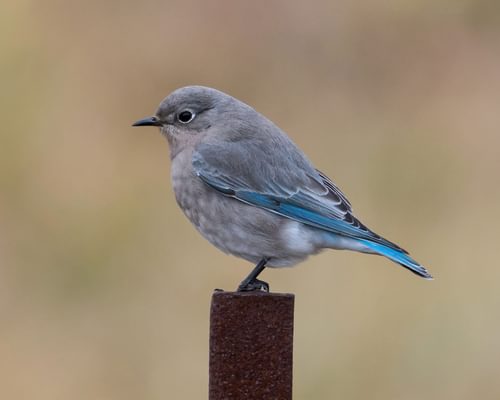 Female Mountain Bluebirds (Male vs Female Identification)