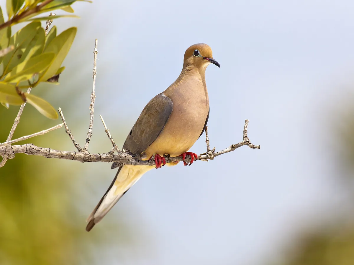 Female Mourning Doves (All You Need To Know)
