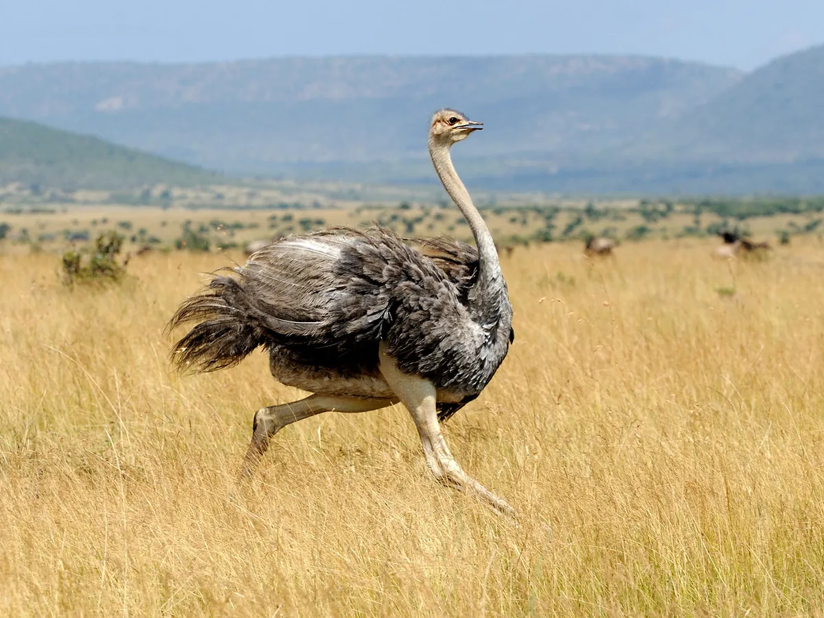 Female Ostriches (Male vs Female Identification)
