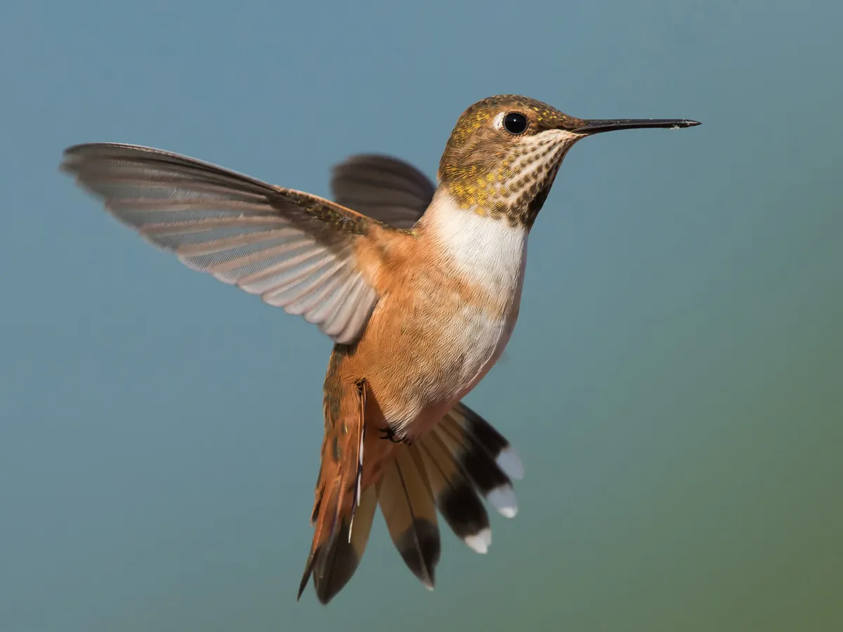 Female Rufous Hummingbirds (Identification Guide: Male vs Female)