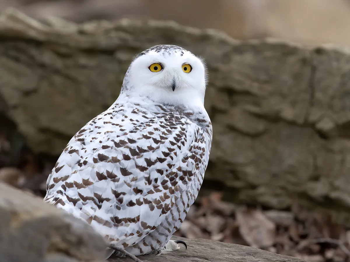 Female Snowy Owls (Male vs Female Identification)