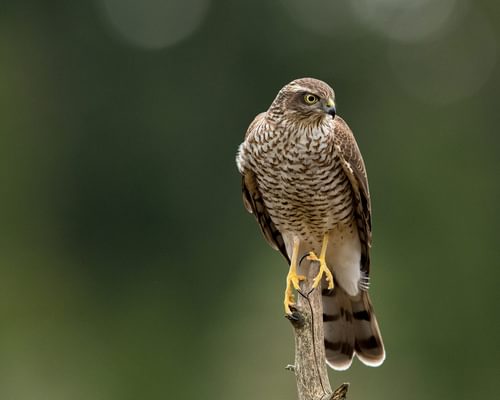 Female Sparrowhawks (Male vs Female: Identification Guide)