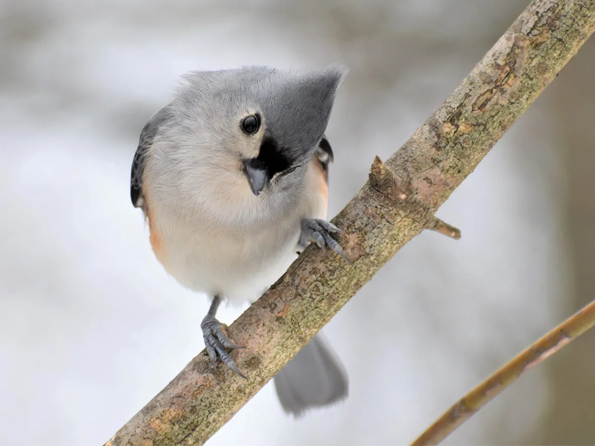 Female Tufted Titmouse (How to Identify vs Male)