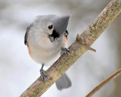 Female Tufted Titmouse (How to Identify vs Male)