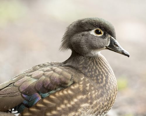 Female Wood Ducks (Identification Guide with Pictures)