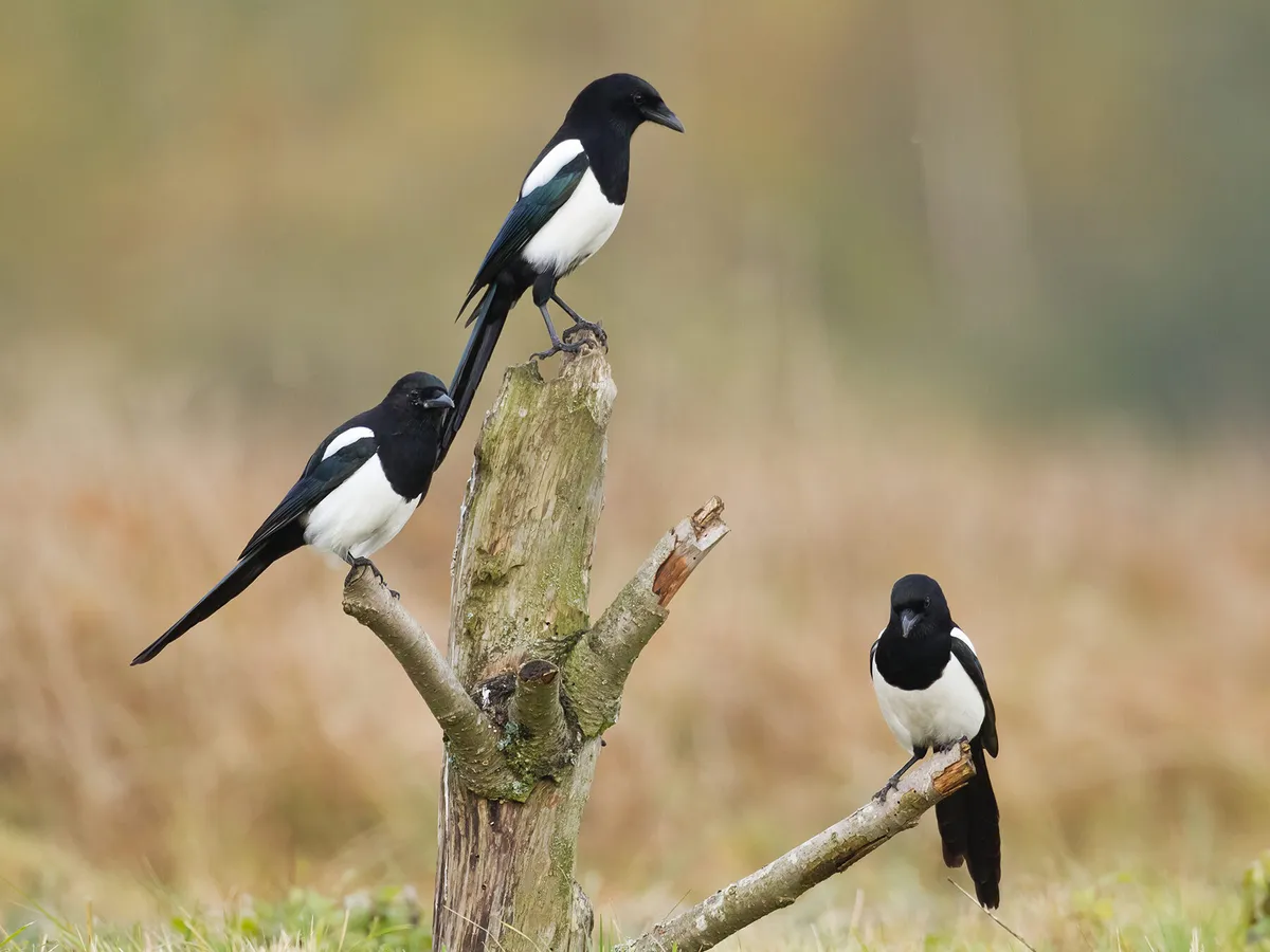 A flock of three Eurasian Magpies, perched on an old tree