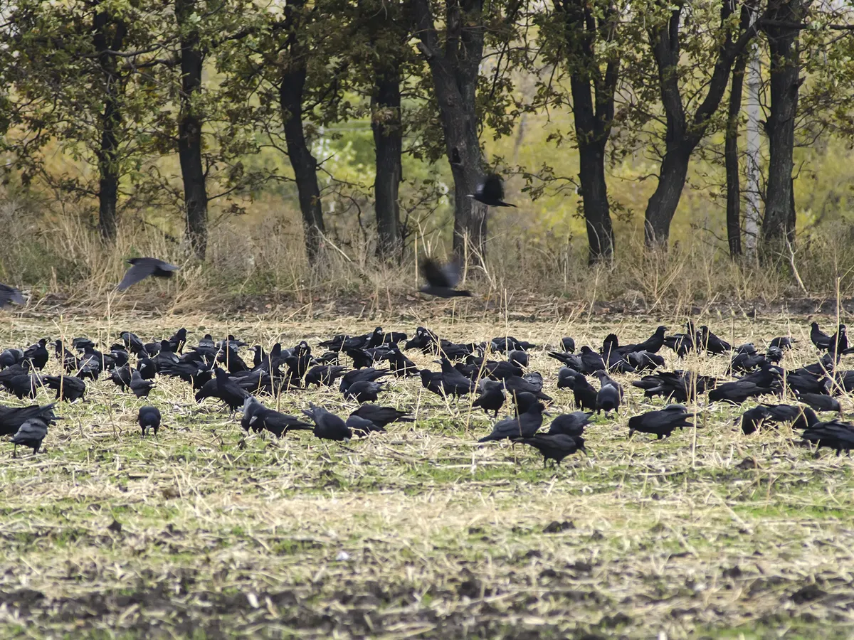 A large flock of crows on the ground