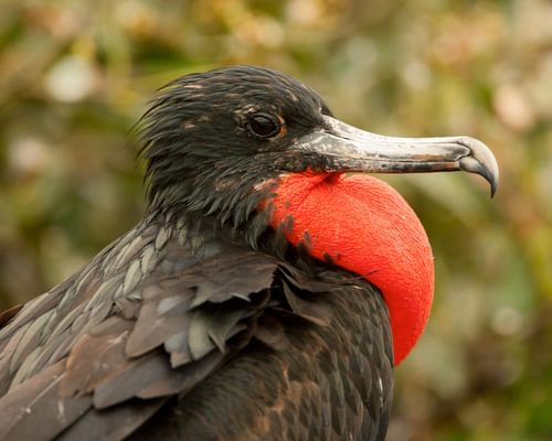 Frigatebirds in Florida (All You Need To Know)