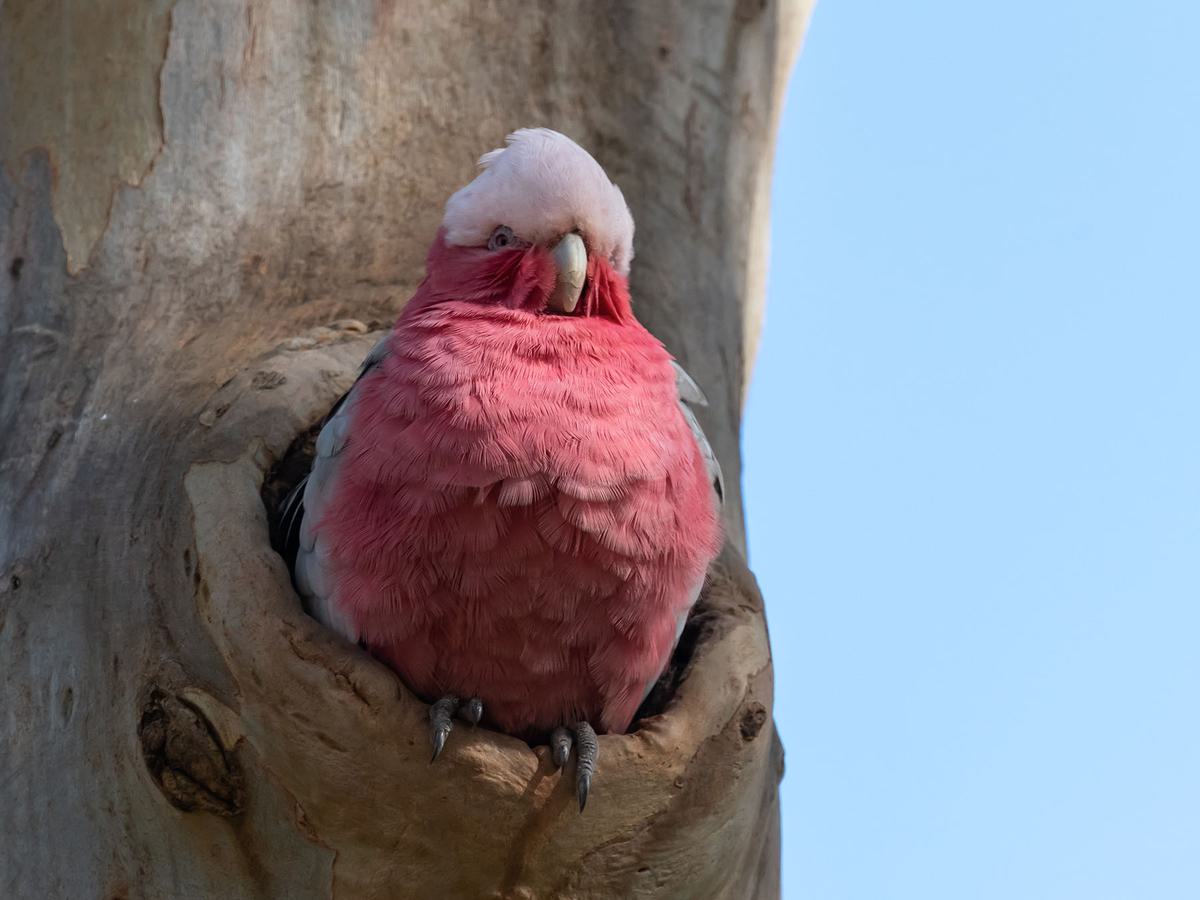 Galah Nesting: A Complete Guide | Birdfact