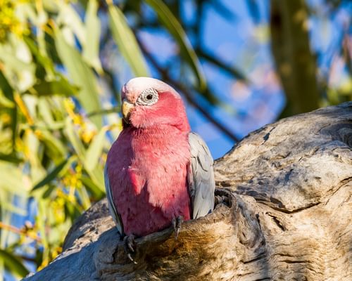 Galah Nesting: A Complete Guide