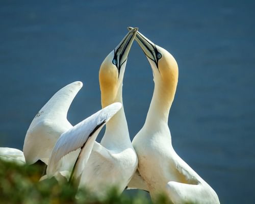 Boobies and gannets