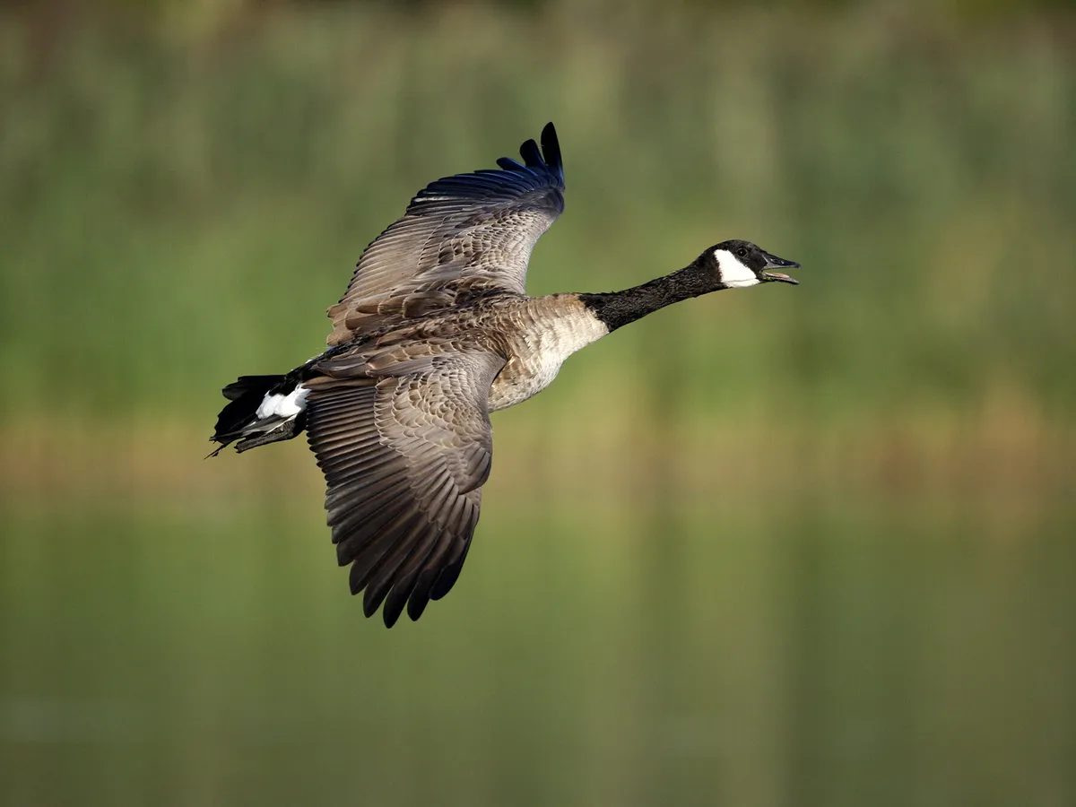 Geese in the UK (Identification Guide with Pictures)