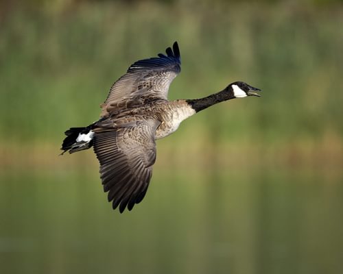 Geese in the UK (Identification Guide with Pictures)