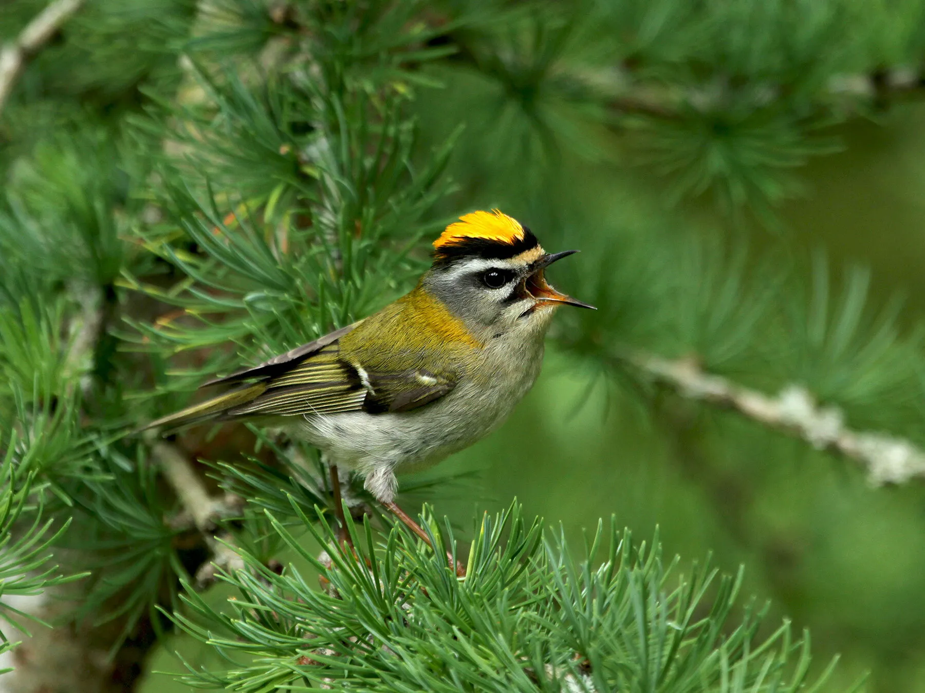 Goldcrest or Firecrest - how to tell the difference?