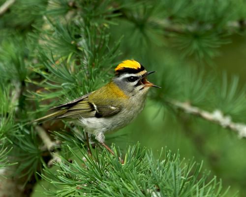 Goldcrest or Firecrest - how to tell the difference?