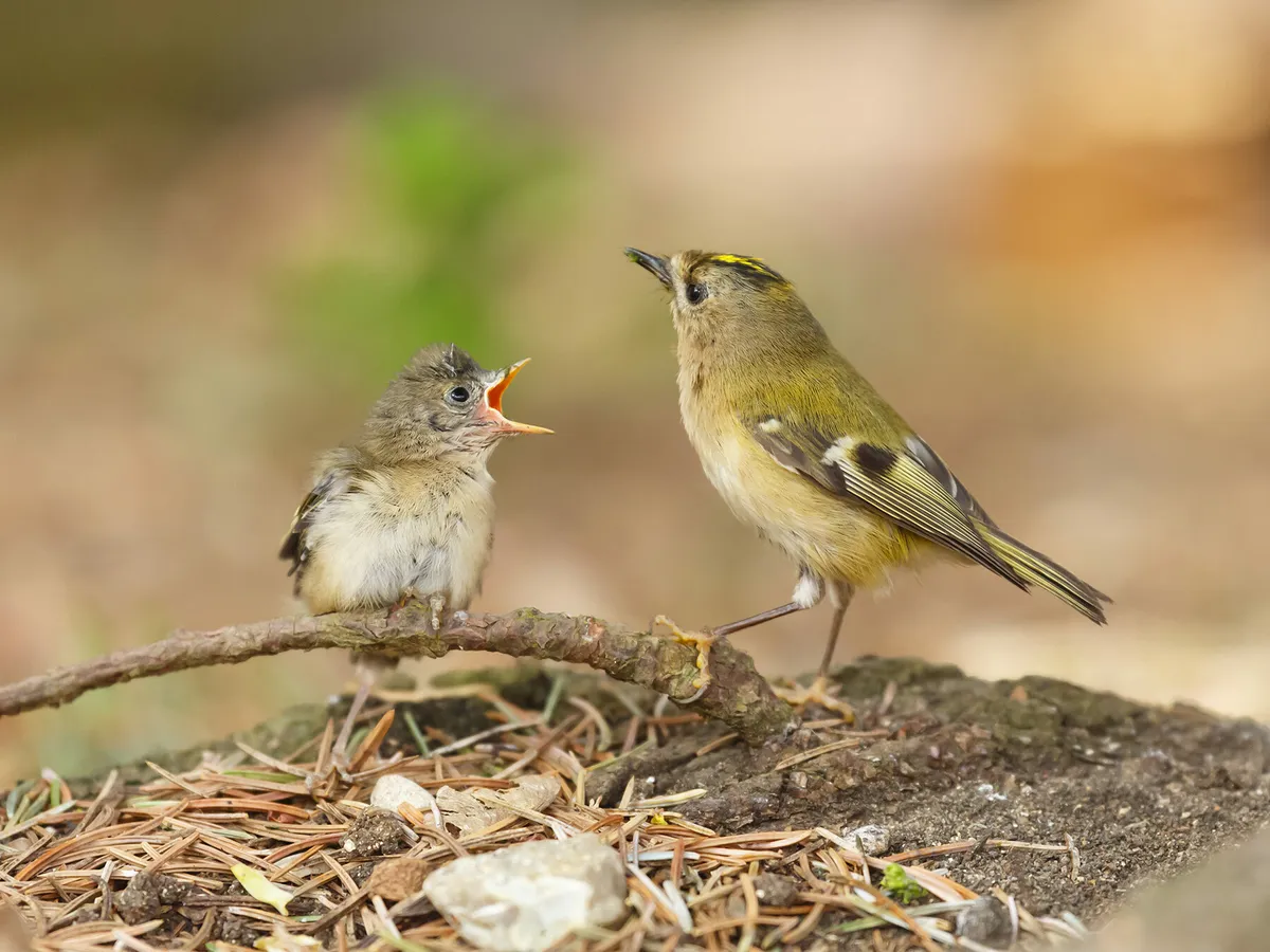 Goldcrest with chick