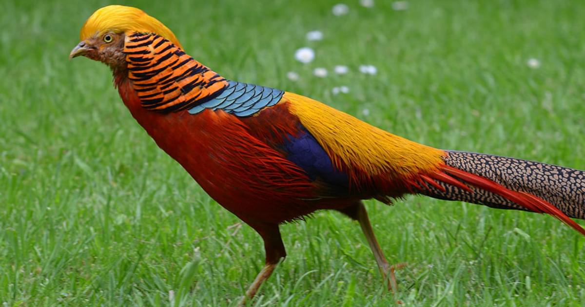 Golden Pheasant Bird Facts (Chrysolophus pictus) | Bird Fact