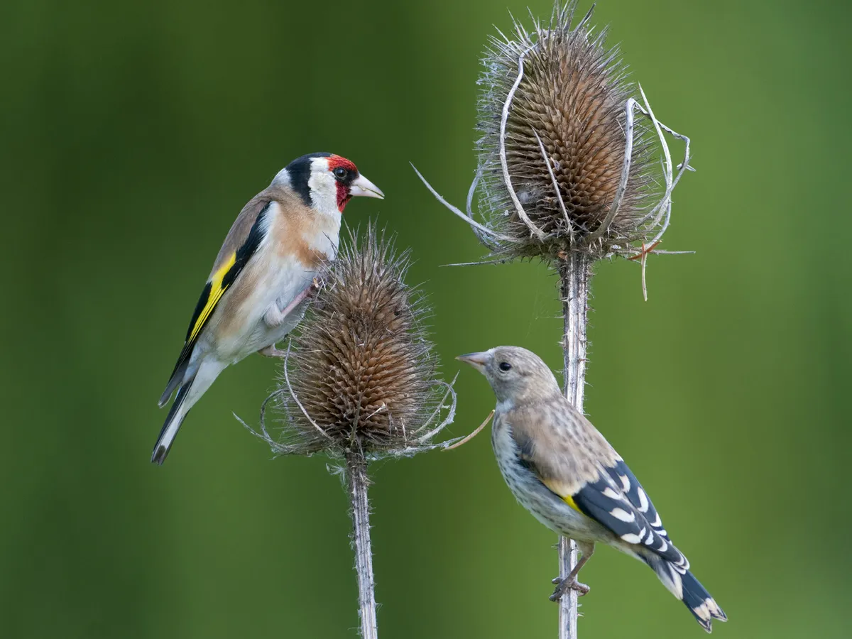 Goldfinch adult and juvenile