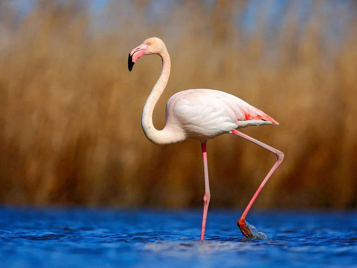 Greater Flamingo: The World Tallest Flamingo Bird