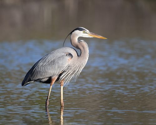 Grey Heron vs Blue Heron: What Are The Differences?