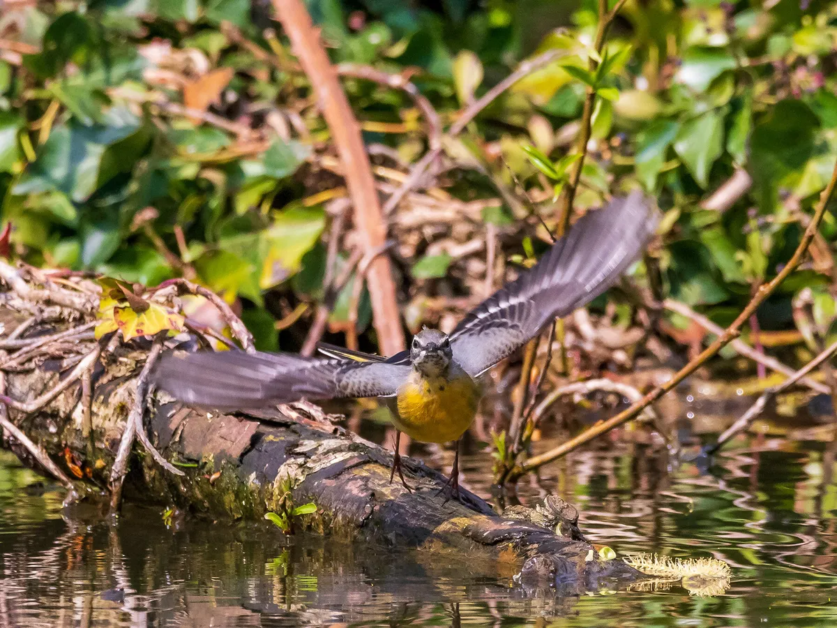 Grey wagtail in flight