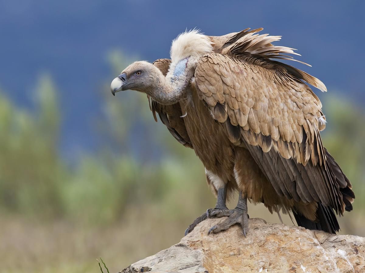 Cinereous Vulture / Black Vulture Bird Facts (Aegypius… | Bird Fact