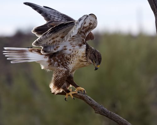 Types Of Hawks In Minnesota (Complete Guide)