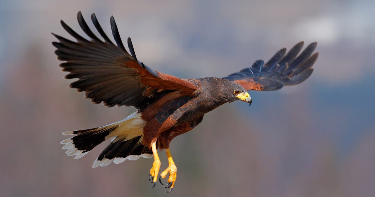 Types of Hawks in Oklahoma (Full Guide) | Birdfact