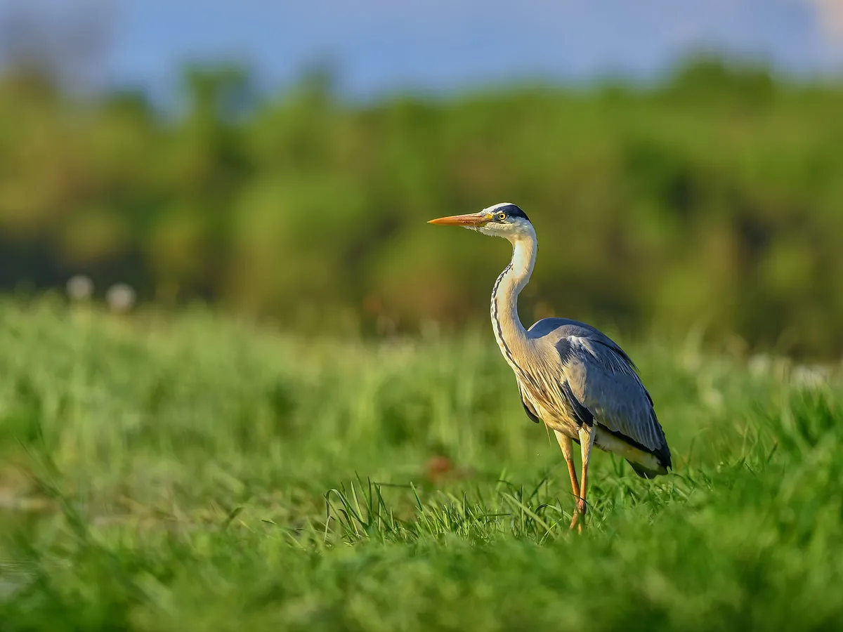 Herons in the UK (Complete Guide with Pictures)