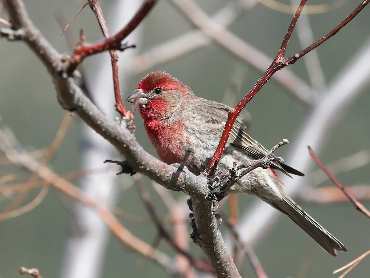 House Finch Nesting (All You Need To Know)