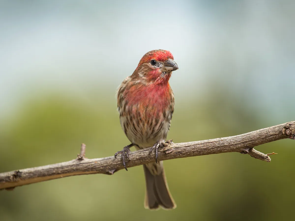 Roughly, only 4% of House Finches move more than 200km from where they were originally tagged