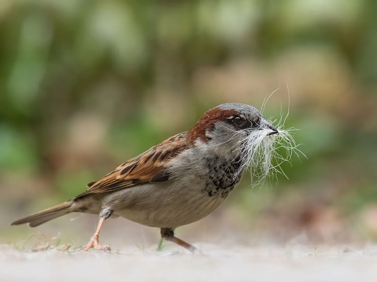 House Sparrow Nesting (Behavior, Eggs + Location)