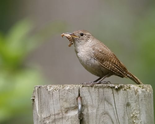 What Do House Wrens Eat? (Diet, Attracting + FAQs)