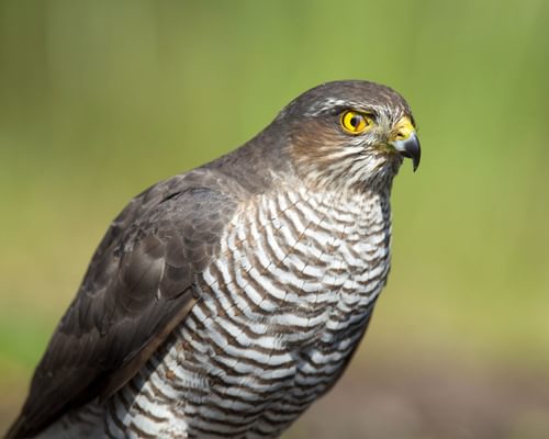 How Big Are Sparrowhawks? (Wingspan + Size)