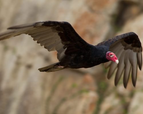 How Big Are Turkey Vultures? (Wingspan + Size)