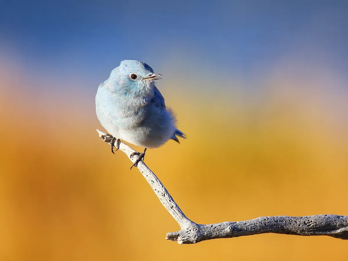 How Do Birds Help The Environment? (4 Key Reasons)