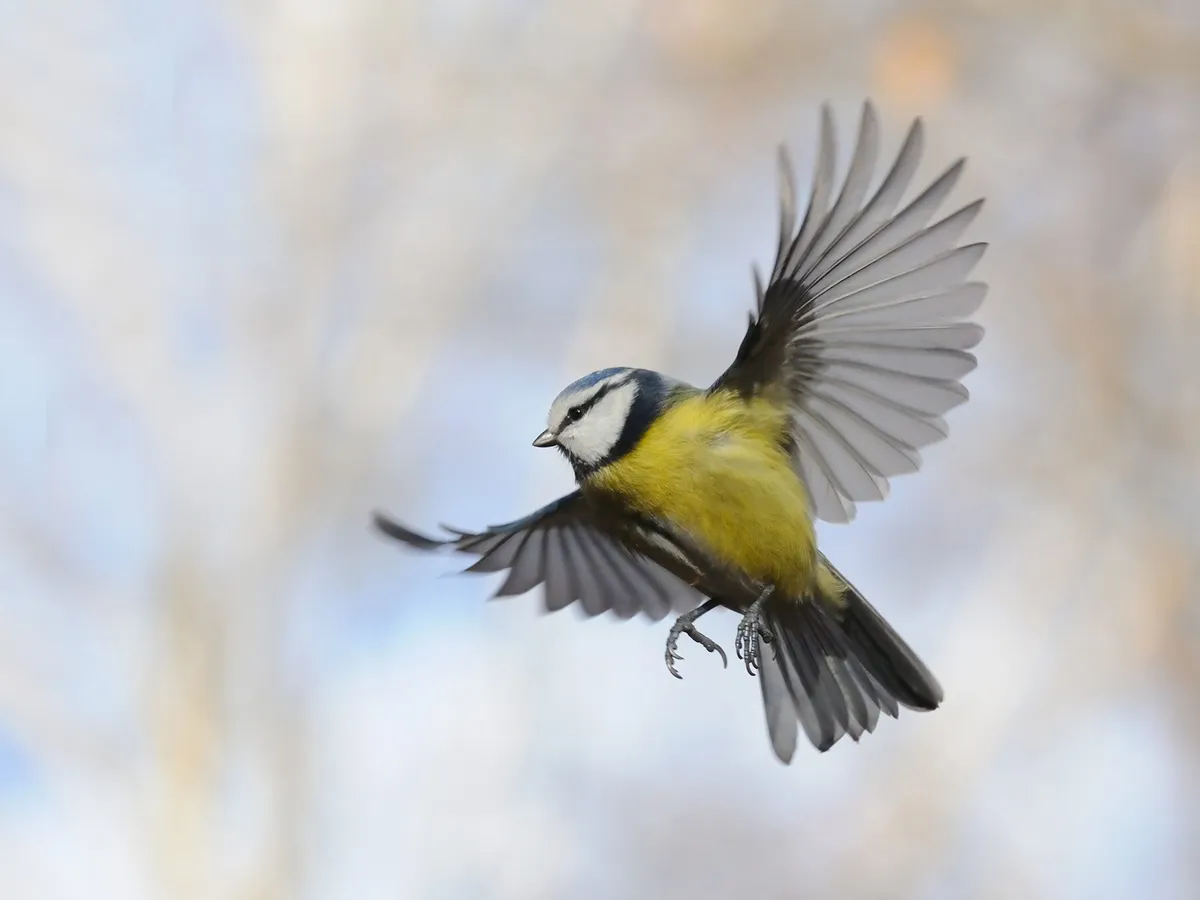 How Do Birds Learn To Fly? (Learn or Instinct + FAQs)