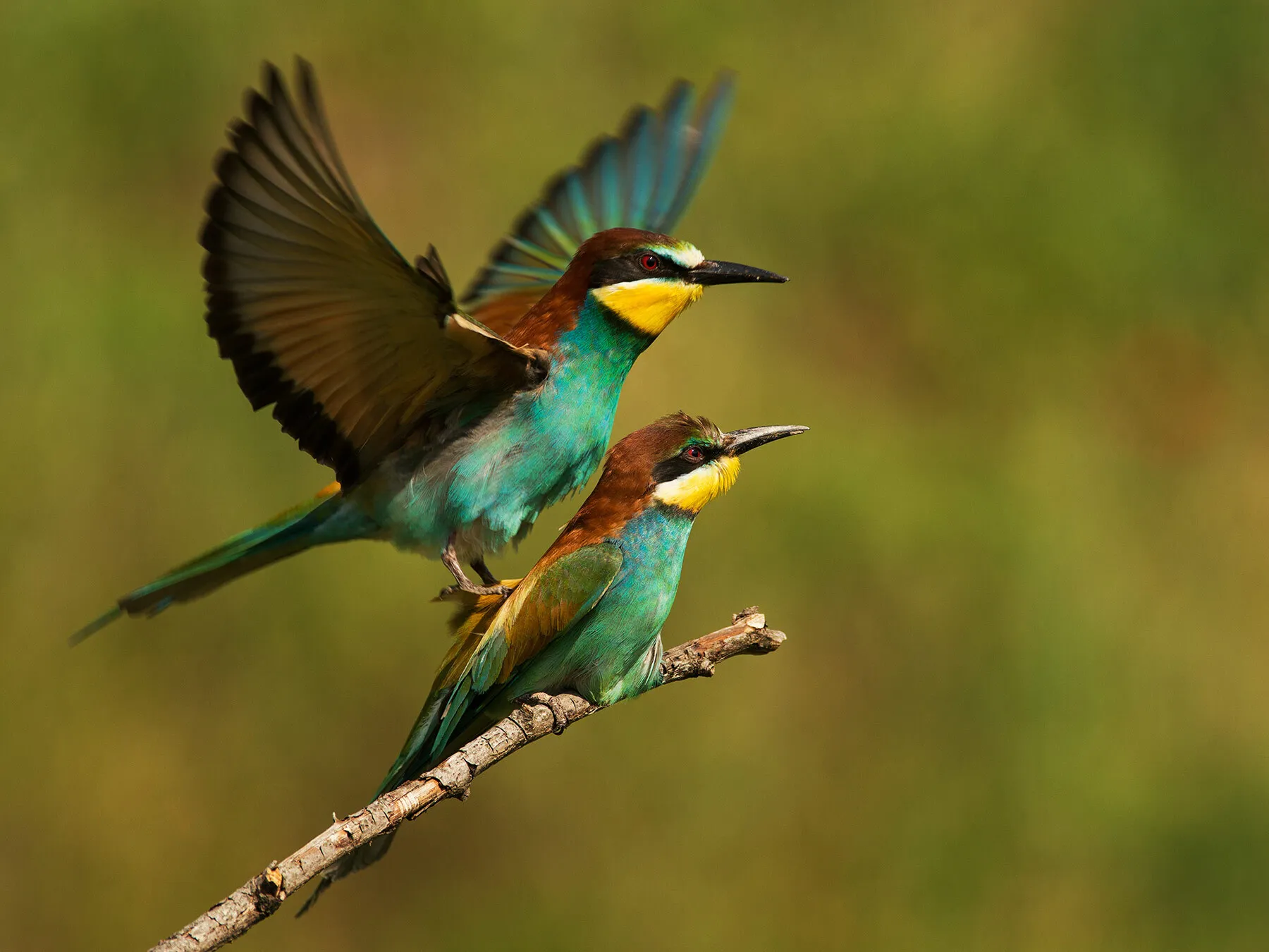 How Do Birds Mate? (Everything Explained)