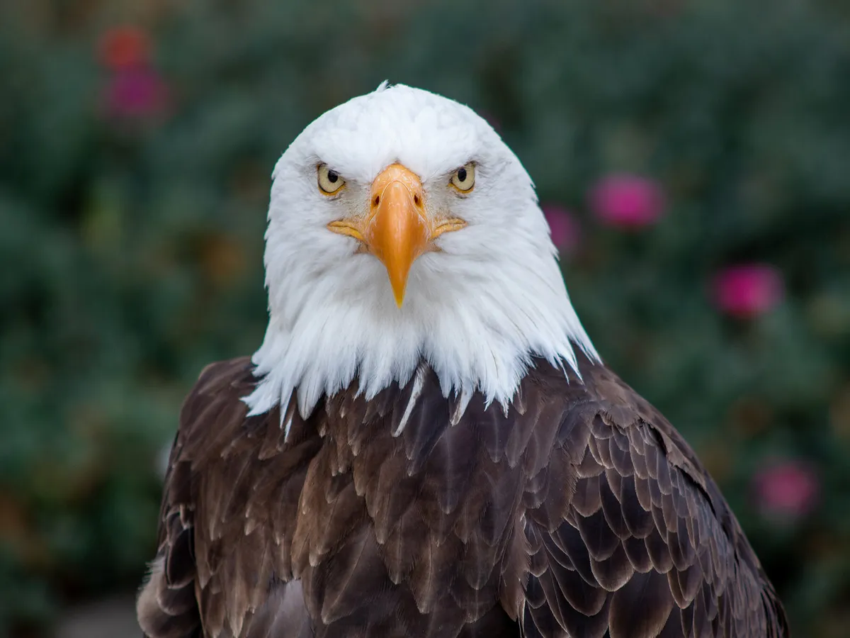 How Long Do Bald Eagles Live? (Complete Guide)
