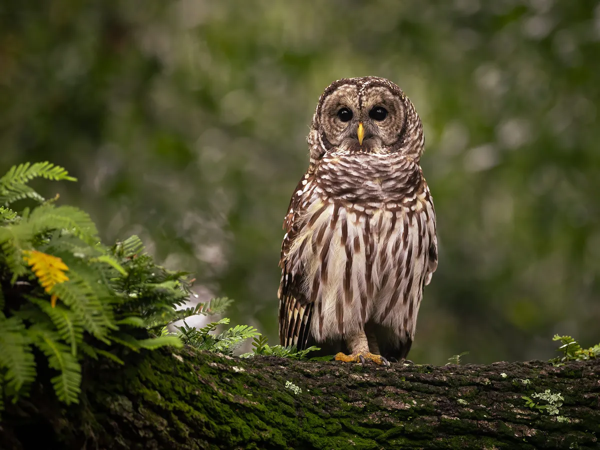 How Long Do Barred Owls Live?