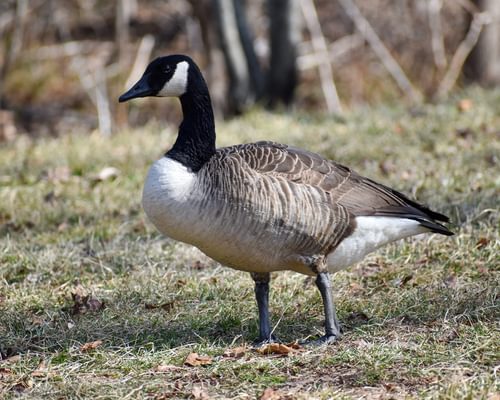 How Long Do Canada Geese Live? (Canadian Goose Lifespan)
